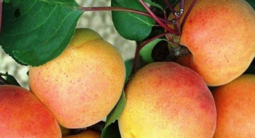 Popis odrůdy meruňky new jersey, výnosové charakteristiky a proč opadává vaječník